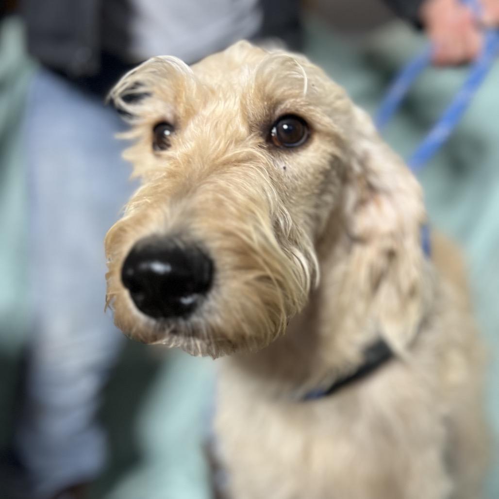 Enlarge Sandy, a Adoptable mixed breed in Aledo, TX image 2/4