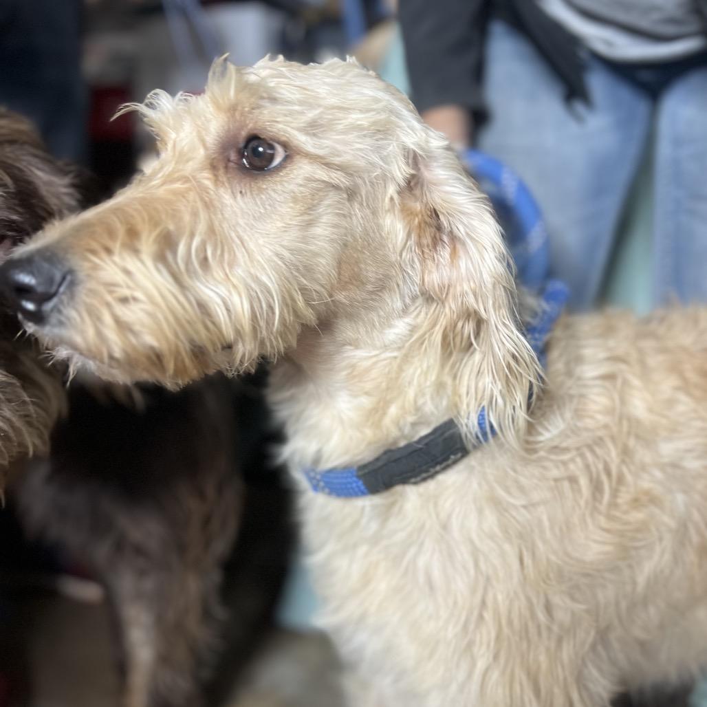 Enlarge Sandy, a Adoptable mixed breed in Aledo, TX image 3/4