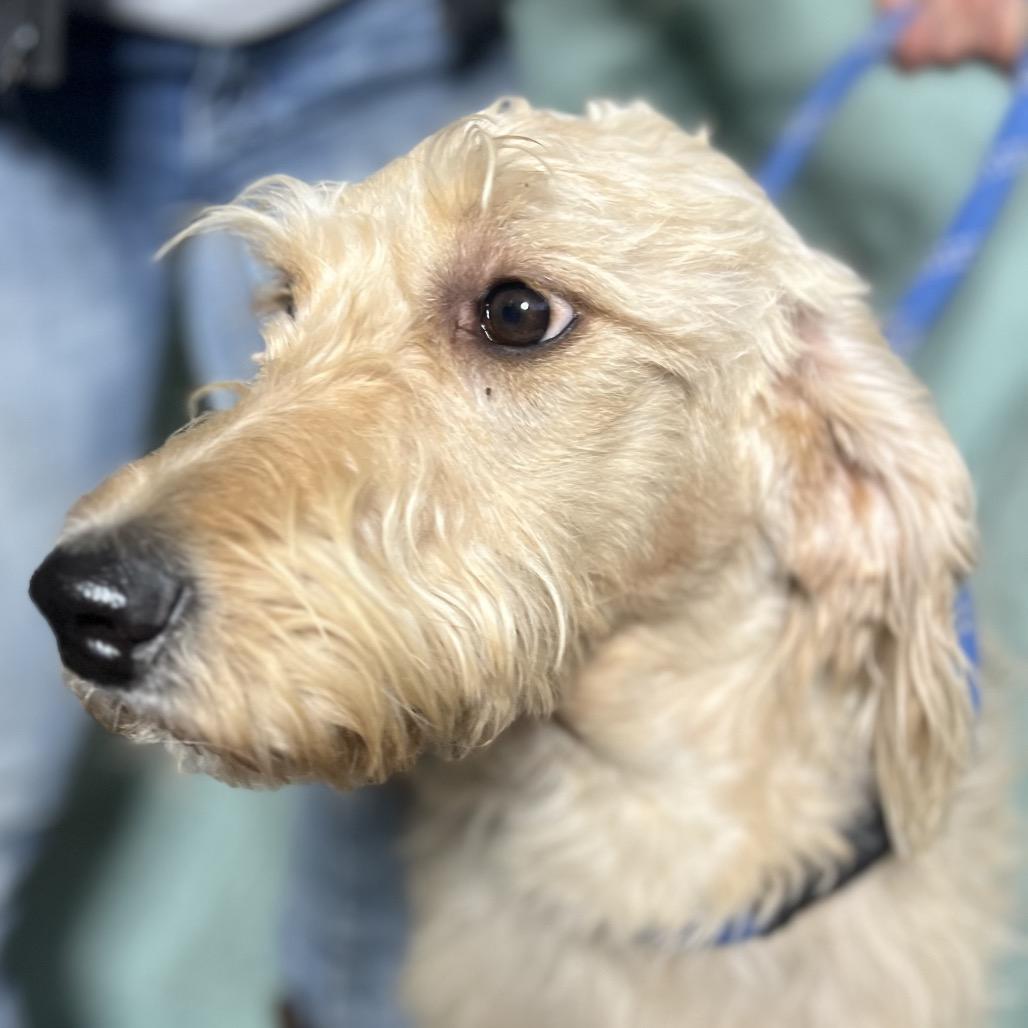 Enlarge Sandy, a Adoptable mixed breed in Aledo, TX image 4/4