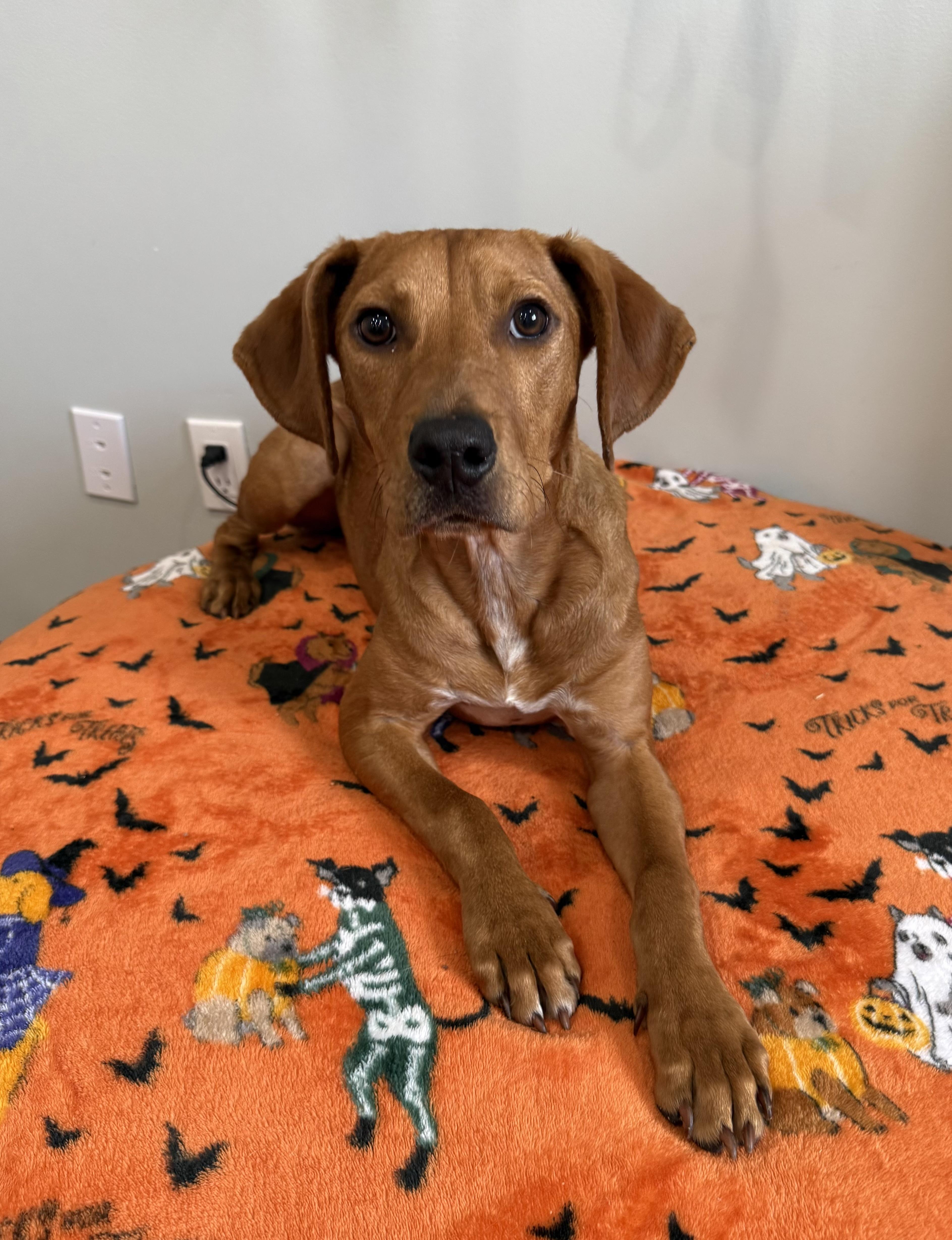 Adam, an adoptable Mixed Breed in Sault Sainte Marie, MI, 49783 | Photo Image 2