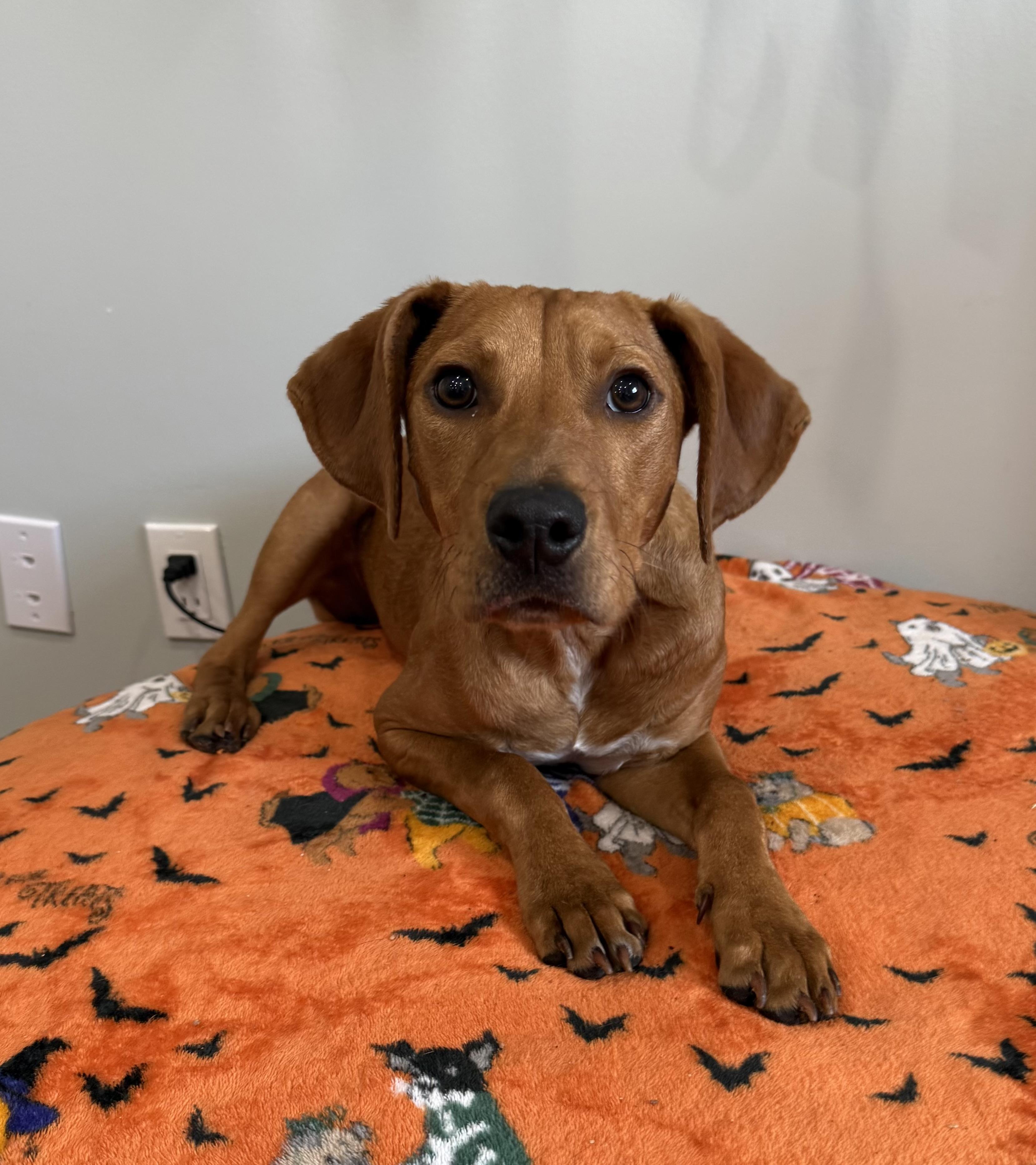 Adam, an adoptable Mixed Breed in Sault Sainte Marie, MI, 49783 | Photo Image 1