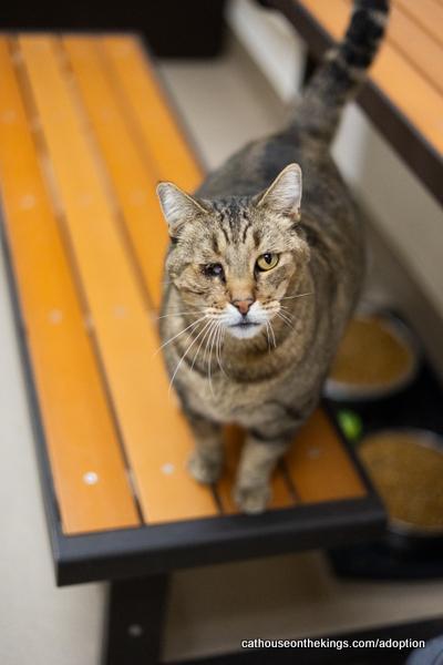 Enlarge Skittles, a Adoptable Tabby in Parlier, CA image 1/6