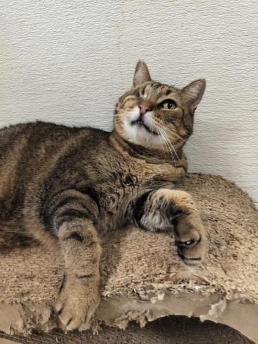 Enlarge Skittles, a Adoptable Tabby in Parlier, CA image 2/6
