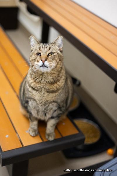 Enlarge Skittles, a Adoptable Tabby in Parlier, CA image 3/6