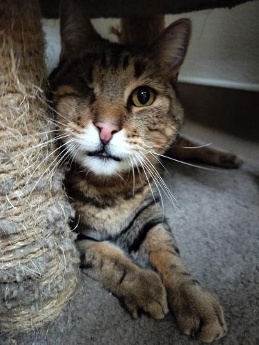 Skittles, a Adoptable Tabby in Parlier, CA image 3/6