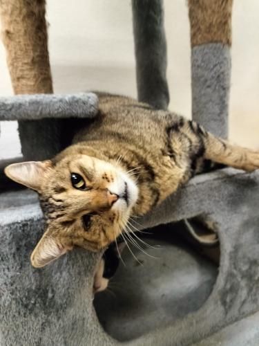 Enlarge Skittles, a Adoptable Tabby in Parlier, CA image 5/6