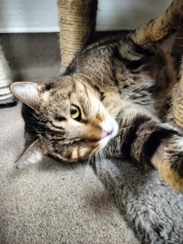 Enlarge Skittles, a Adoptable Tabby in Parlier, CA image 6/6