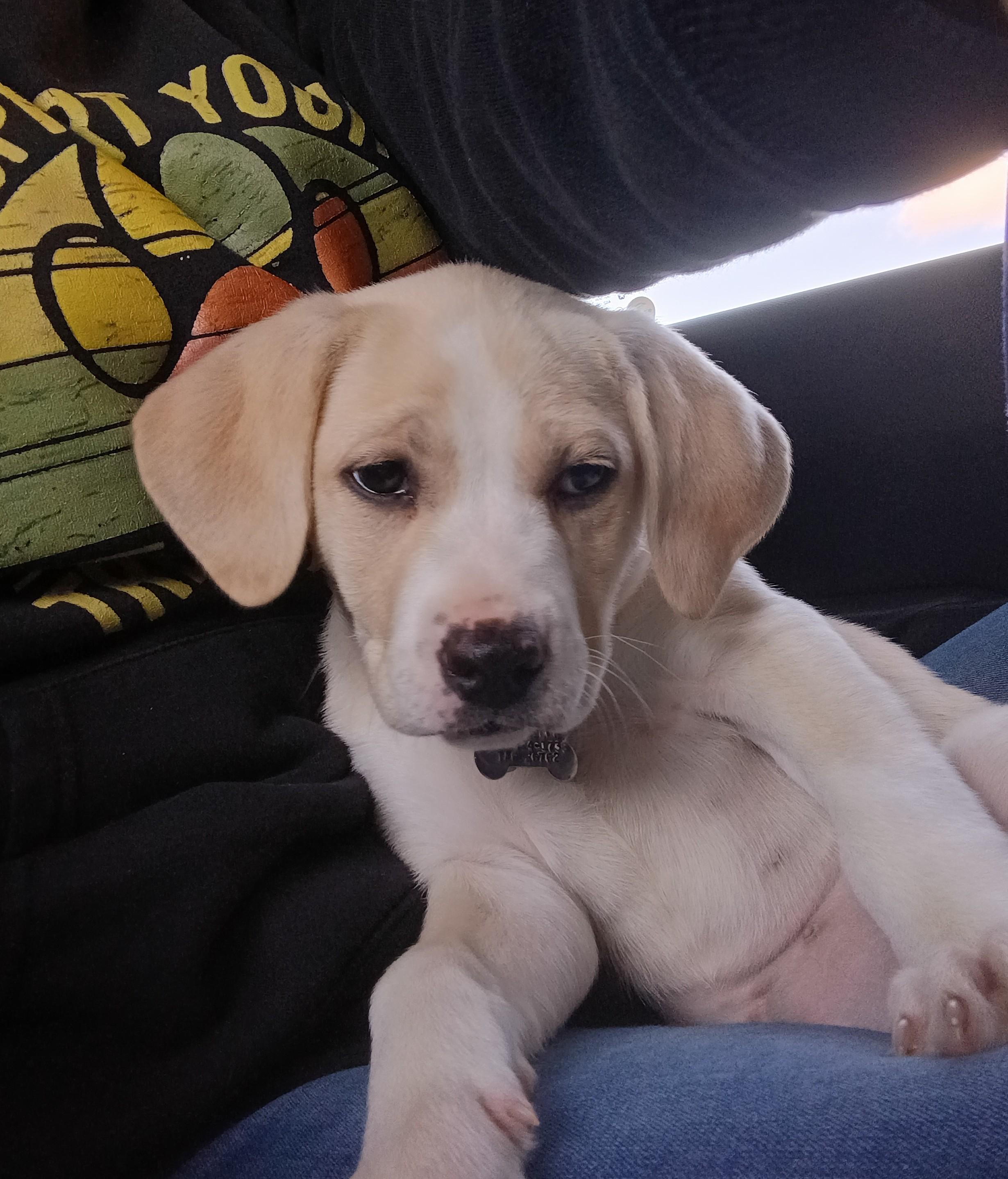 Enlarge London, a Adoptable mixed breed in Albany, NY image 3/6