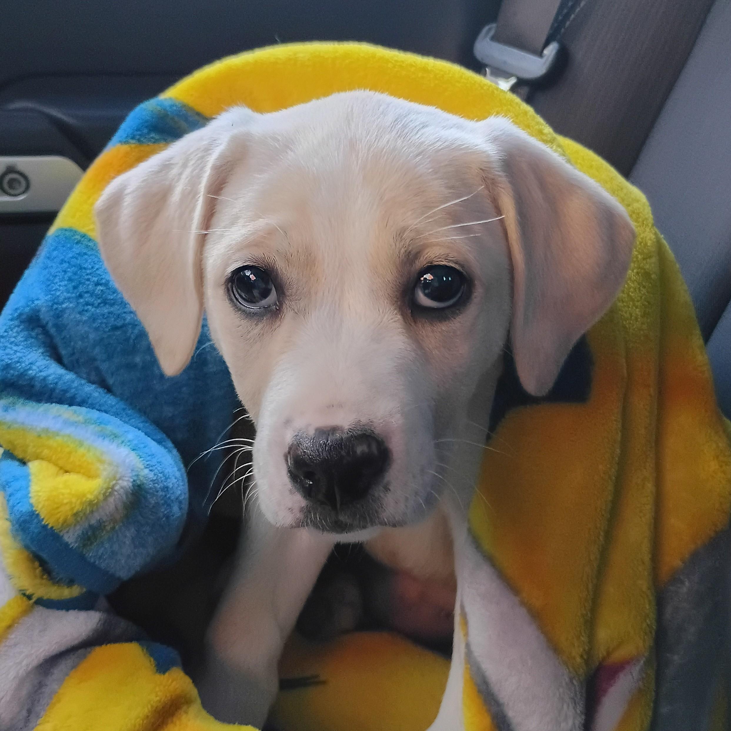 Enlarge London, a Adoptable mixed breed in Albany, NY image 1/6