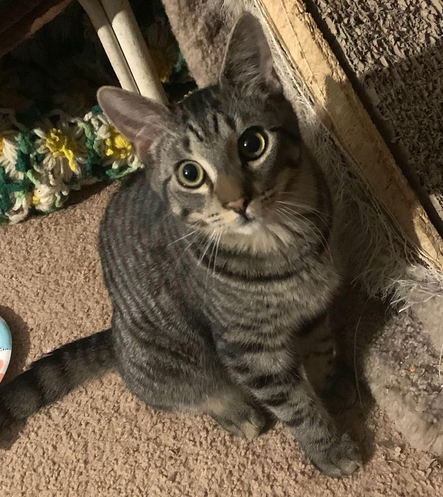 Enlarge Fulton **Courtesy Post**, a Adoptable Tabby in North Haledon, NJ image 1/1