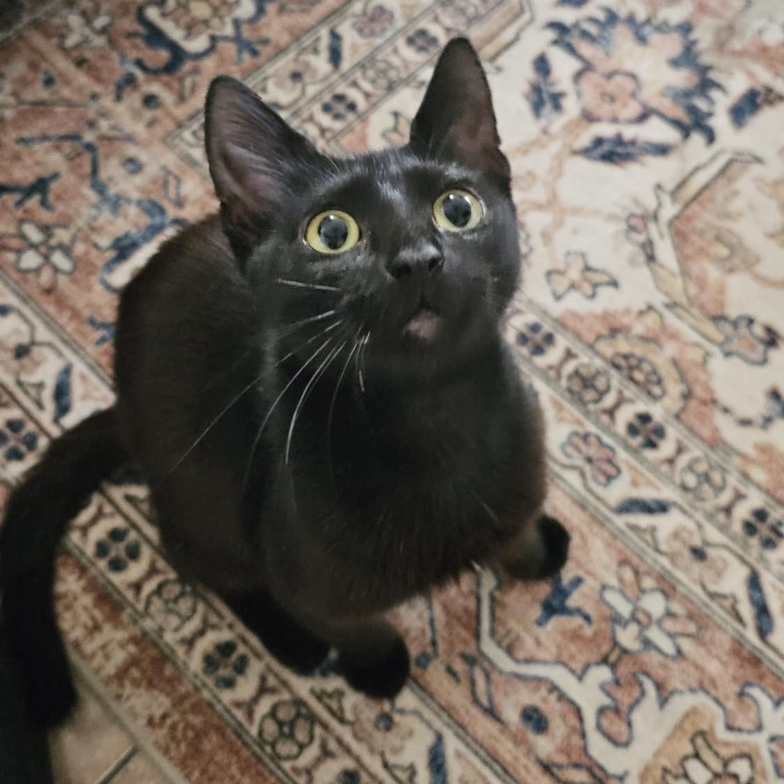 Sammie, Adoptable, Young Female Bombay.