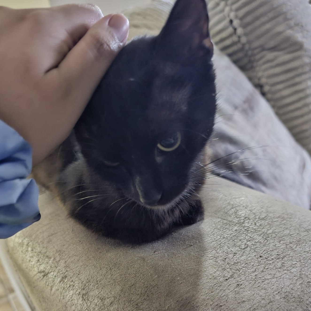 Sammie, a Adoptable Bombay in Salem, NH image 4/4