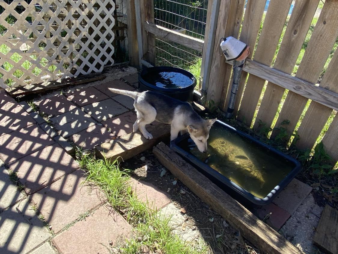 Enlarge Noah, a Adopted German Shepherd Dog in Westfield, WI image 4/6