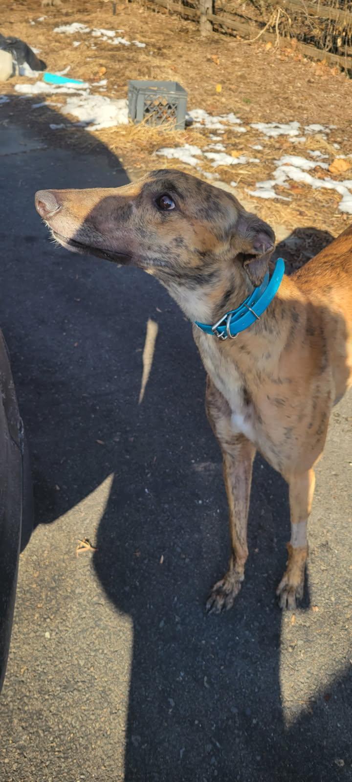 Enlarge Kevin, a Adoptable Greyhound in Allentown, PA image 3/4