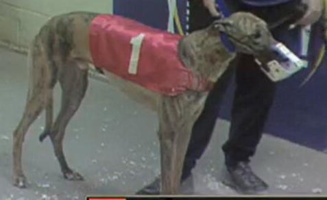 Kevin, Adoptable, Young Male Greyhound.