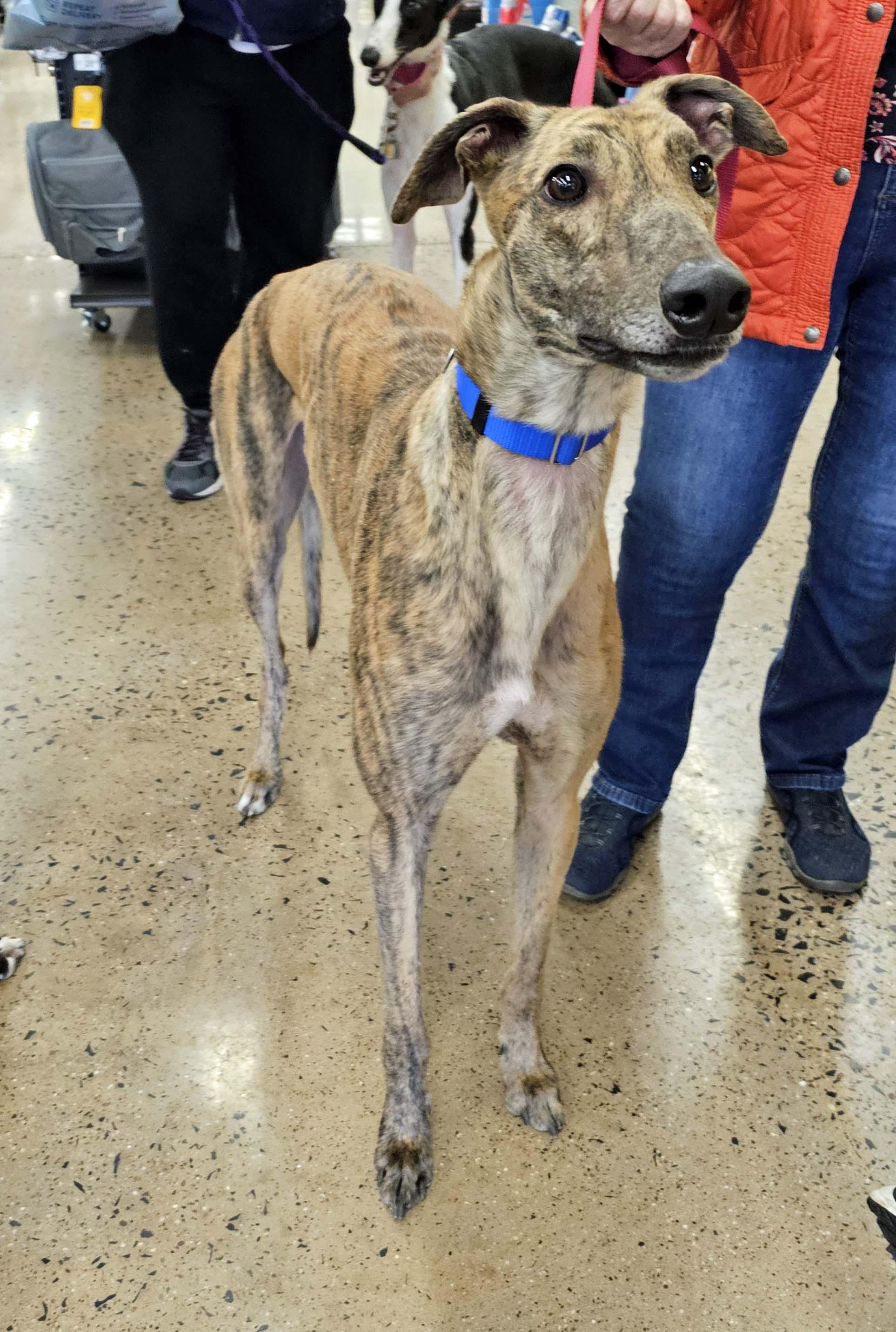 Enlarge Kevin - pending, a Adoptable Greyhound in Allentown, PA image 2/6