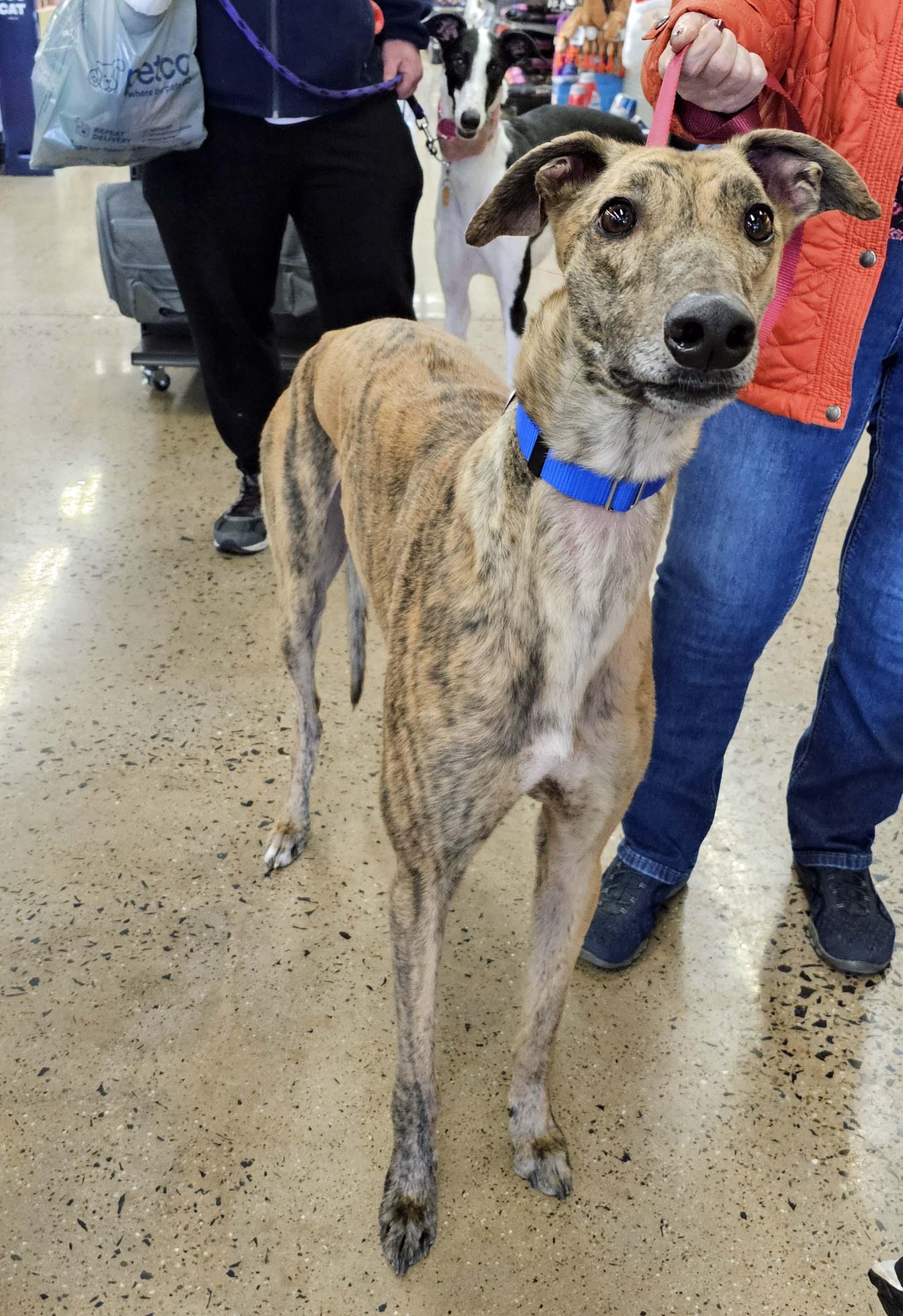 Kevin, Adoptable, Young Male Greyhound.
