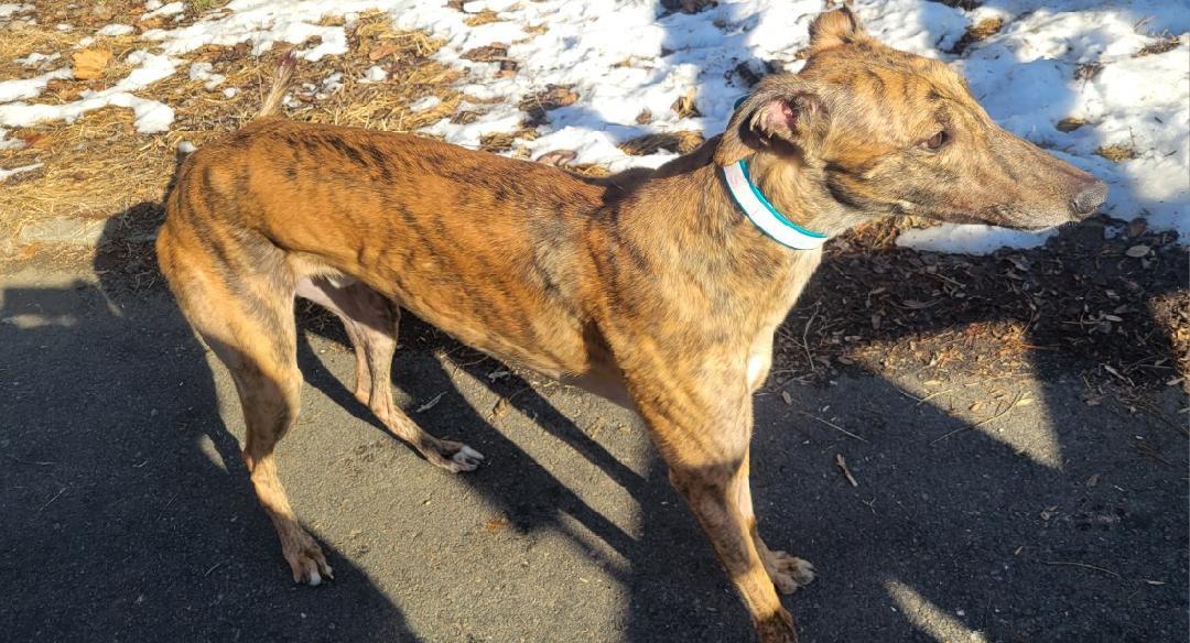 Enlarge Kevin, a Adoptable Greyhound in Allentown, PA image 4/4