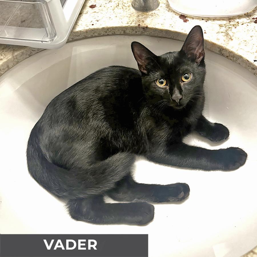 Enlarge Vader, a Adoptable Domestic Short Hair in Etobicoke, ON image 3/3