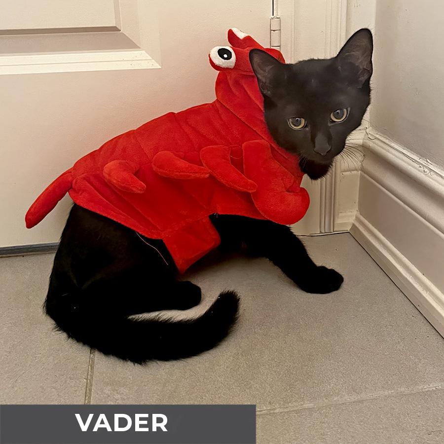 Vader