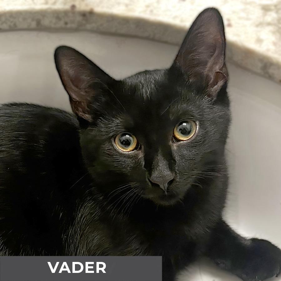Vader