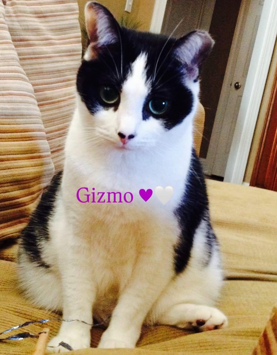 Enlarge Gizmo, a Adoptable Domestic Short Hair in BLACK MOUNTAIN, NC image 1/1