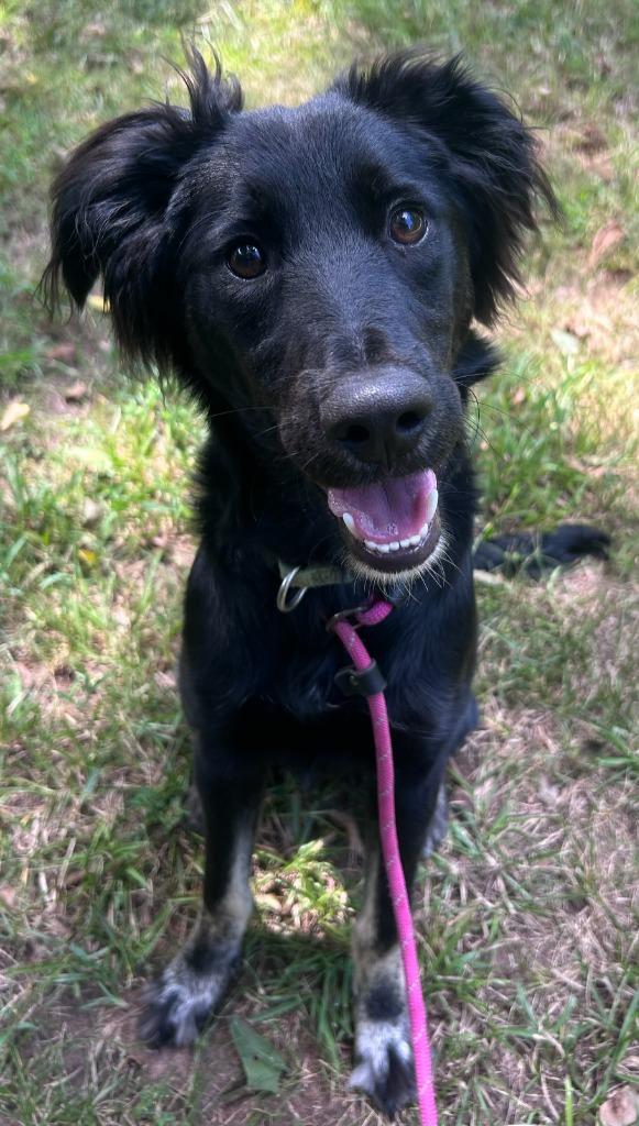 Kenji, Adoptable, Puppy Male Poodle & Mixed Breed.