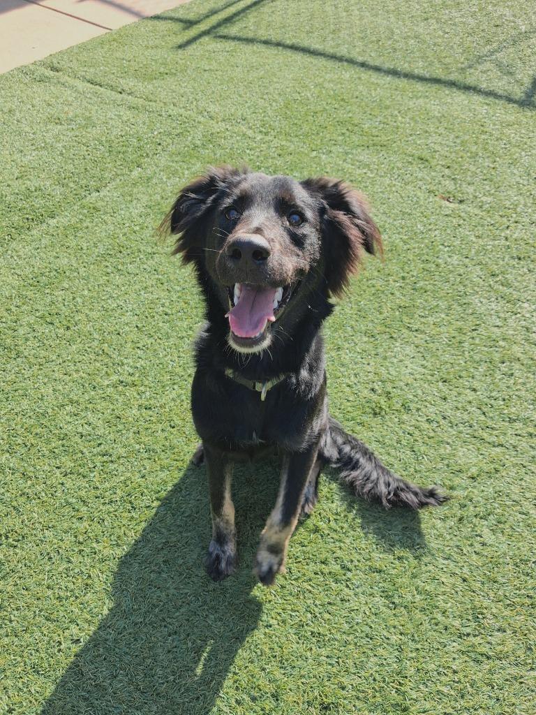 Enlarge Kenji, a Adoptable mixed breed in Madison, GA image 2/2