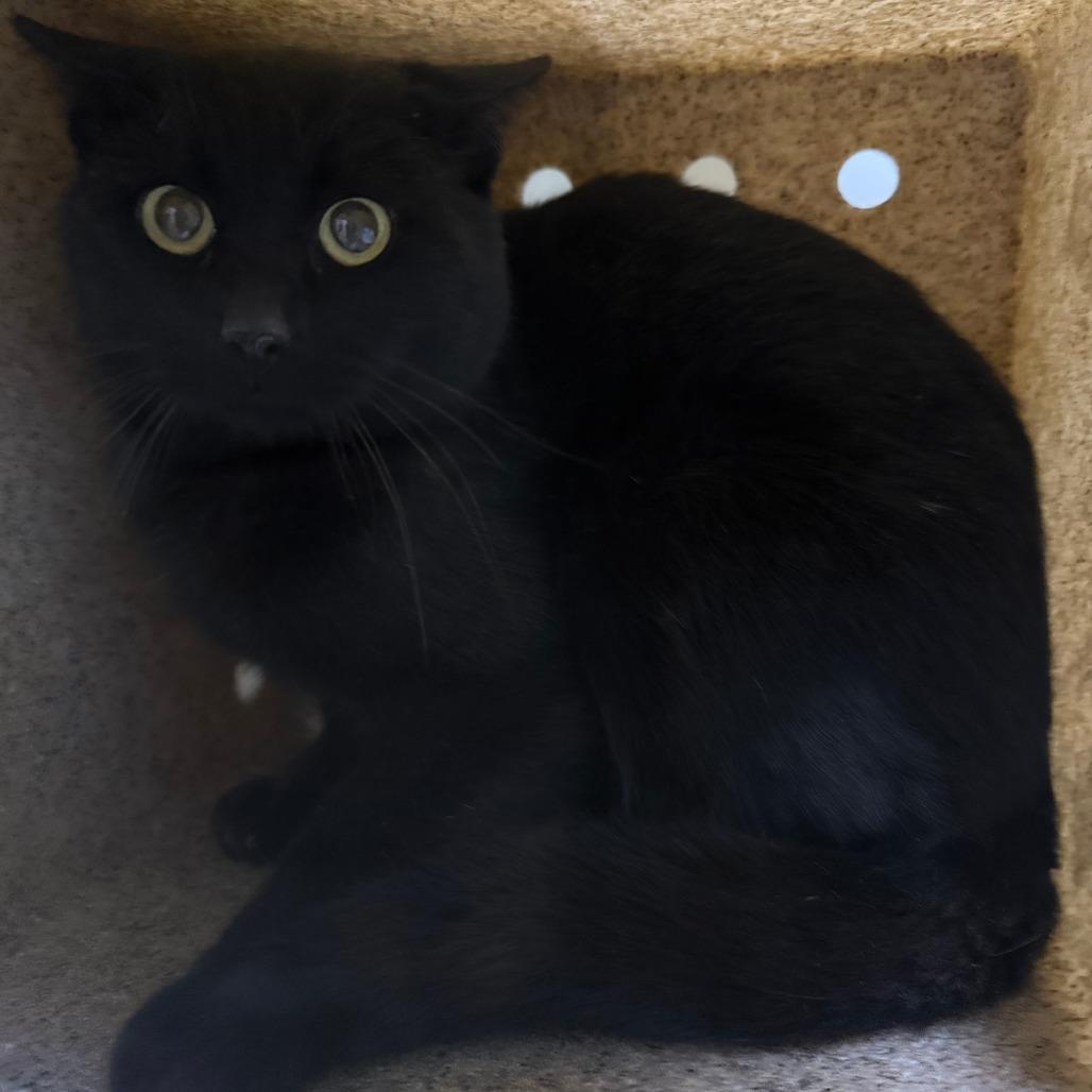 River, Adoptable, Adult Male Domestic Short Hair.