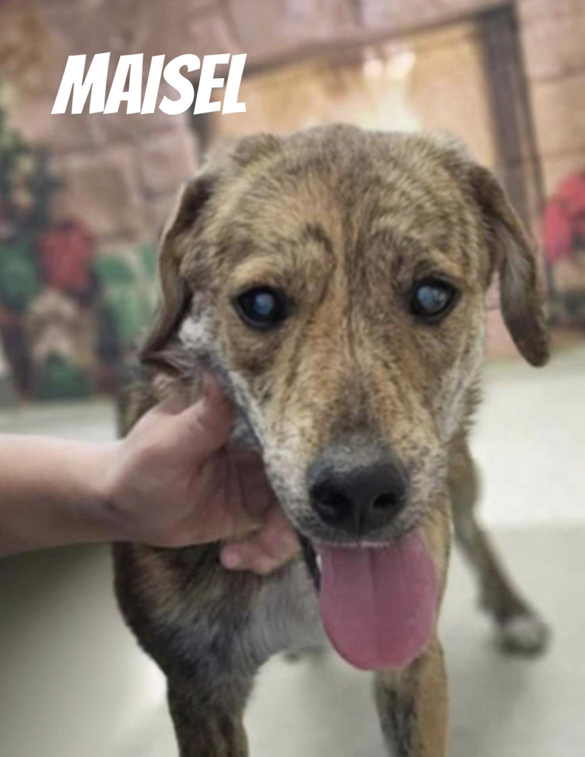 Maisel, a Adopted Plott Hound in Coldwater, MI image 1/2