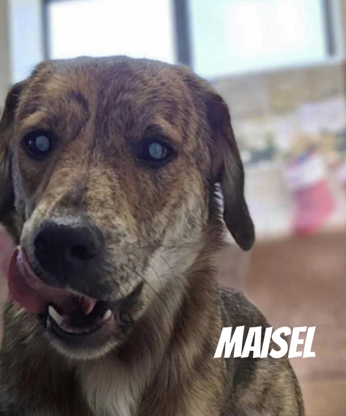 Maisel, a Adopted Plott Hound in Coldwater, MI image 2/2