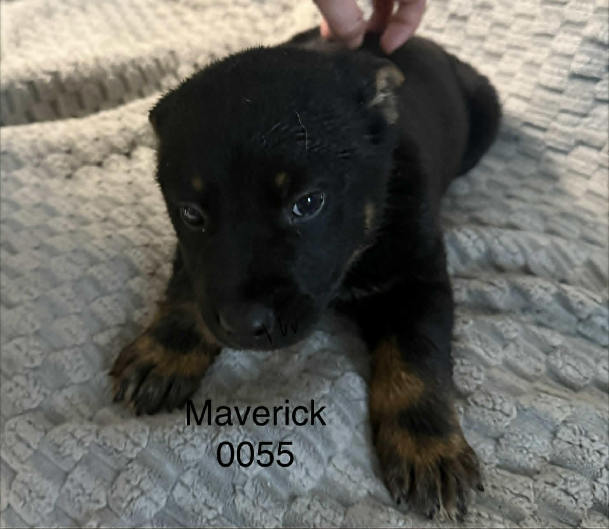 Enlarge Maverick, a Adoptable Shepherd in Hop Bottom, PA image 1/1