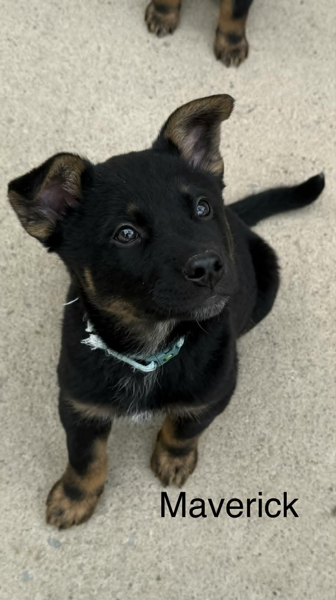 Enlarge Maverick, a Adoptable Shepherd in Hop Bottom, PA image 1/1