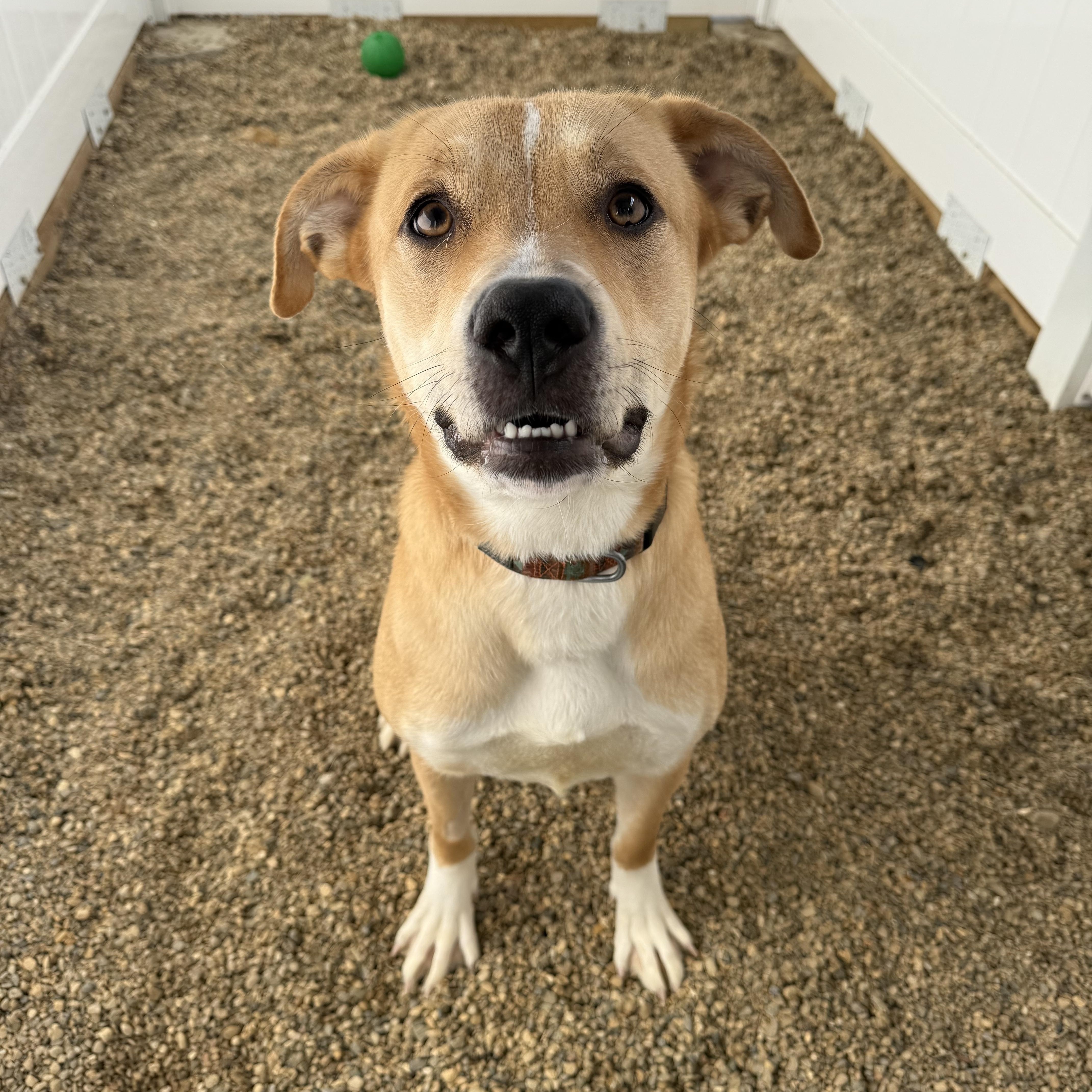 Bailey, a Adoptable mixed breed in Lincoln, IL image 1/4