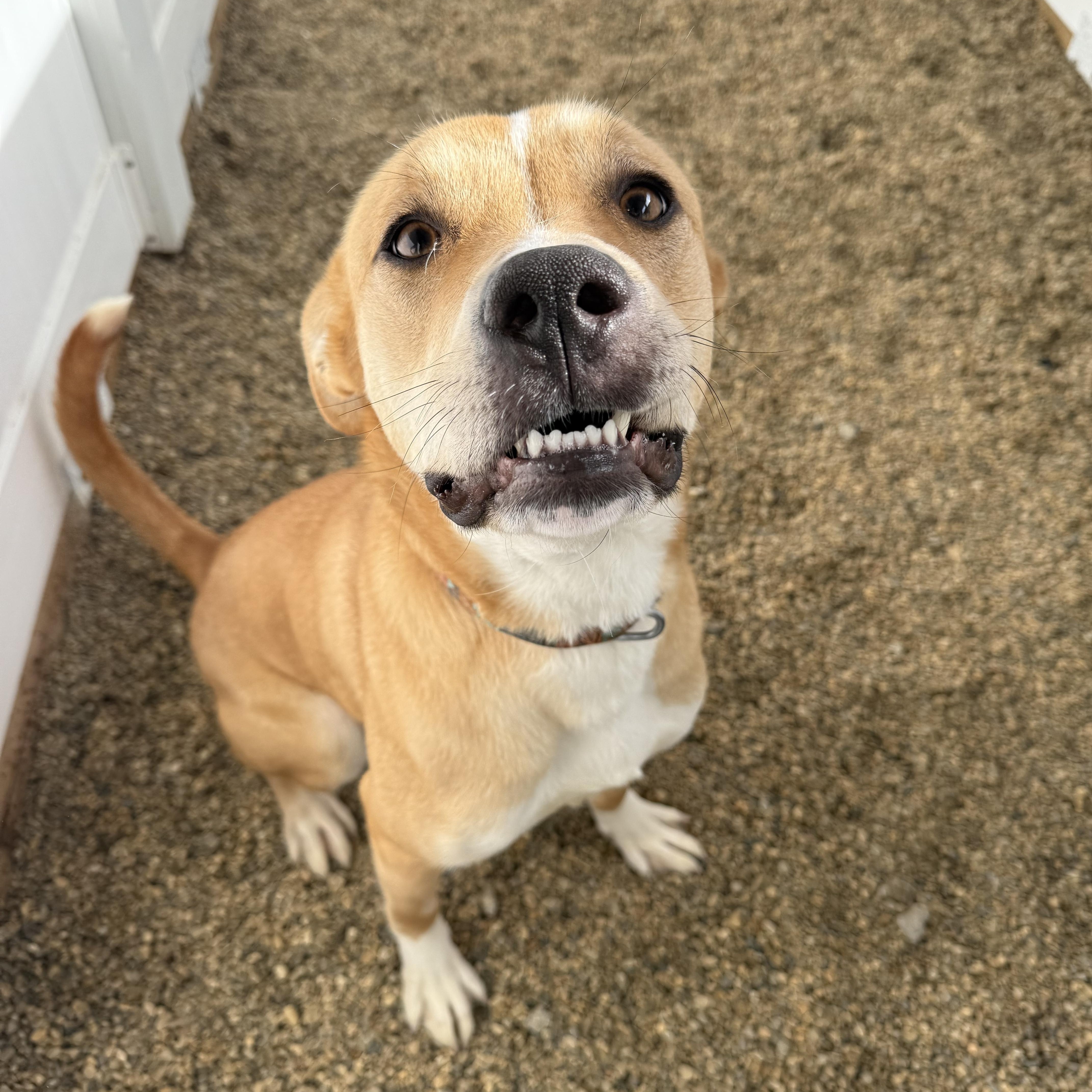 Bailey, a Adoptable mixed breed in Lincoln, IL image 4/4