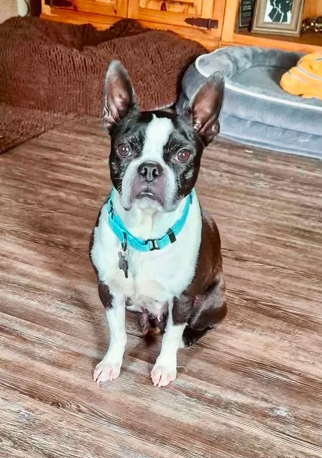 Peachy, Adoptable, Adult Female Boston Terrier.