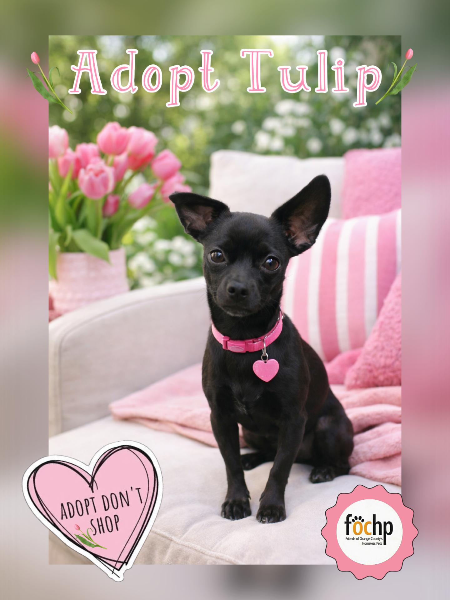 Enlarge Tulip, a Adopted Chihuahua in Orange, CA image 1/1