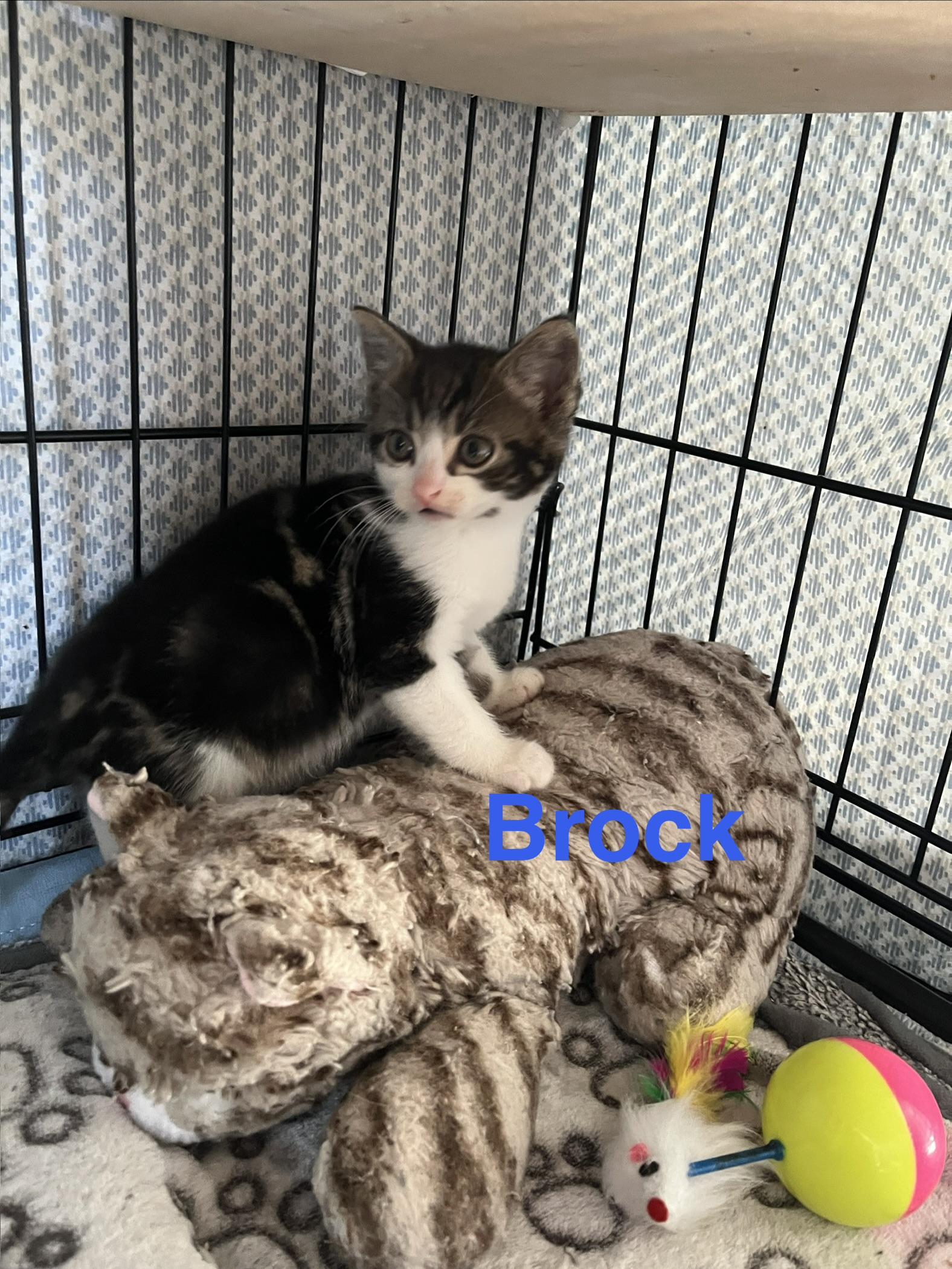 Enlarge Brock, an adopted Domestic Short Hair in Manorville, NY image 2/4