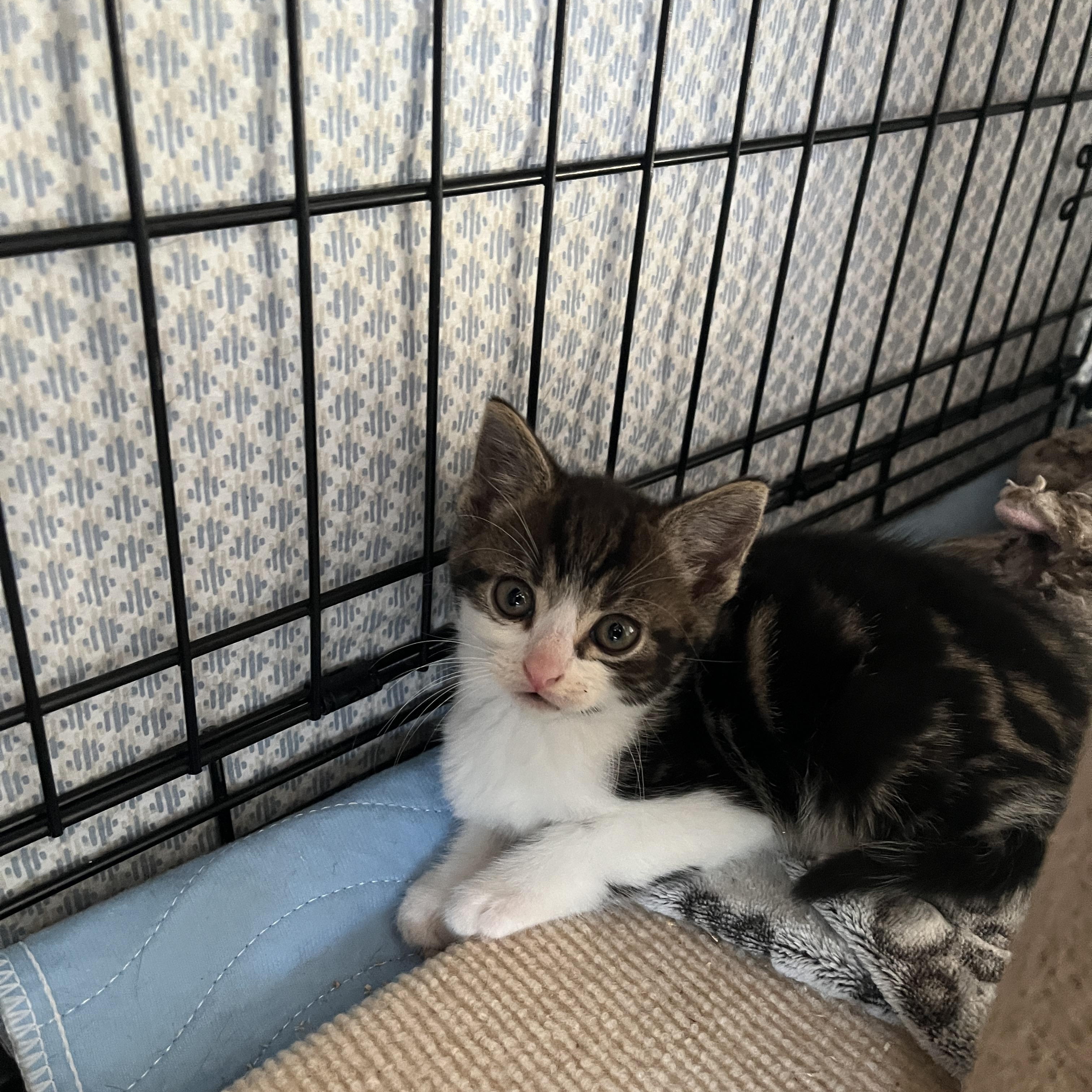 Brock, adopted, Kitten Male Domestic Short Hair.