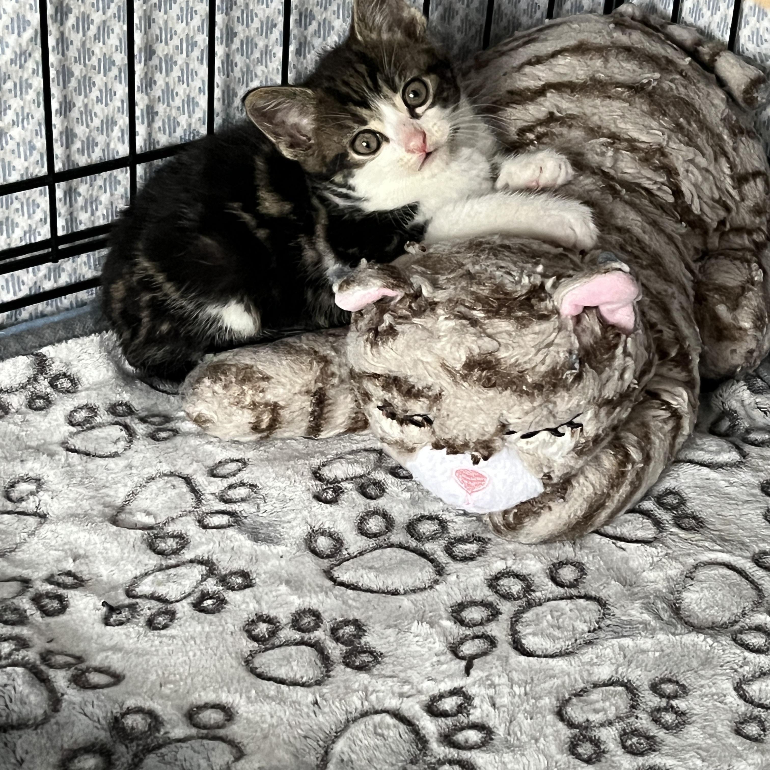Enlarge Brock, an adopted Domestic Short Hair in Manorville, NY image 3/4