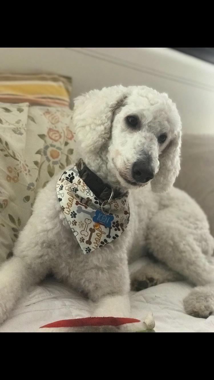 Enlarge Ken, a ADOPTABLE Standard Poodle in Whitewater, WI image 2/5
