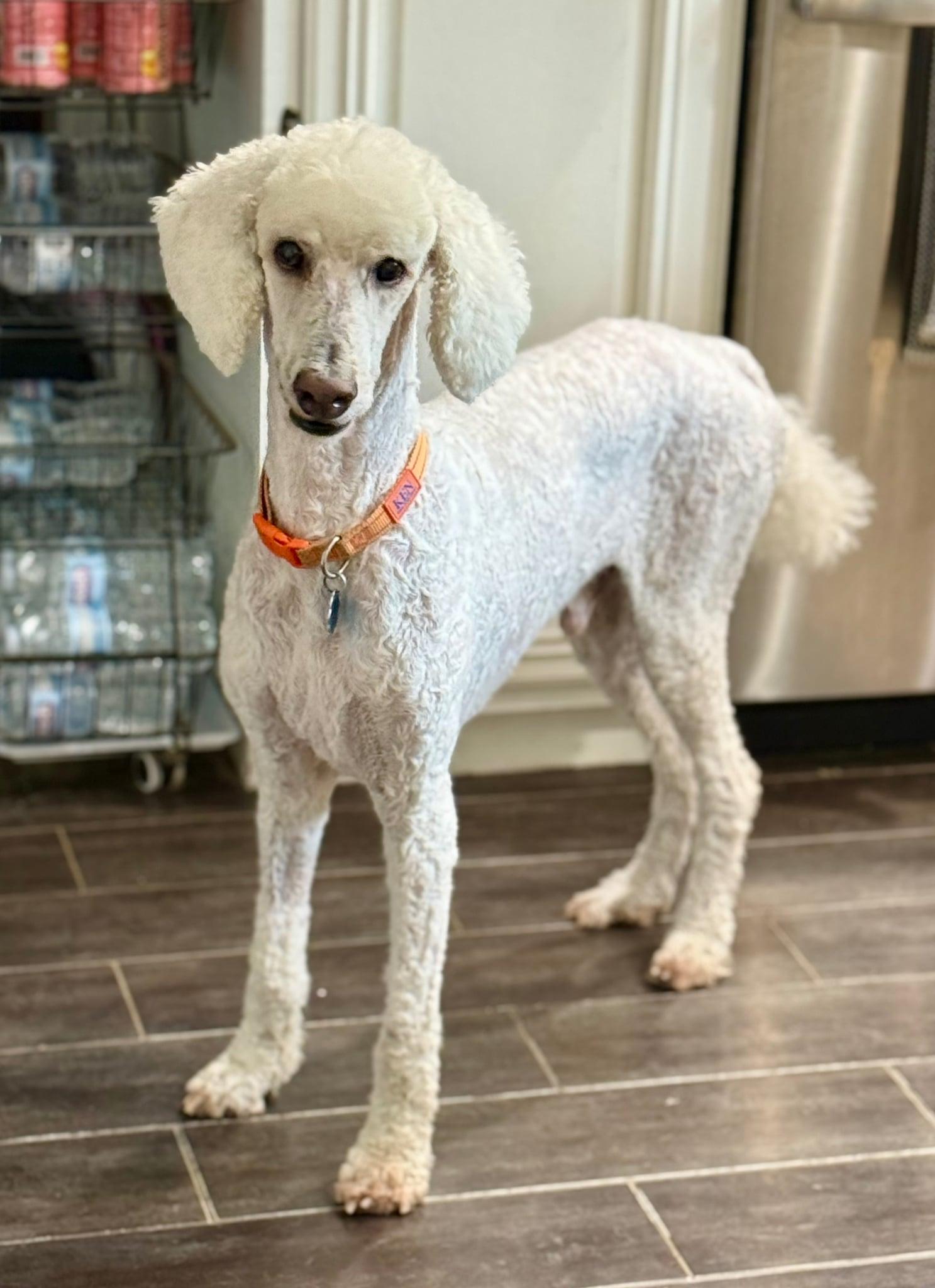 Enlarge Ken, a ADOPTABLE Standard Poodle in Whitewater, WI image 5/5