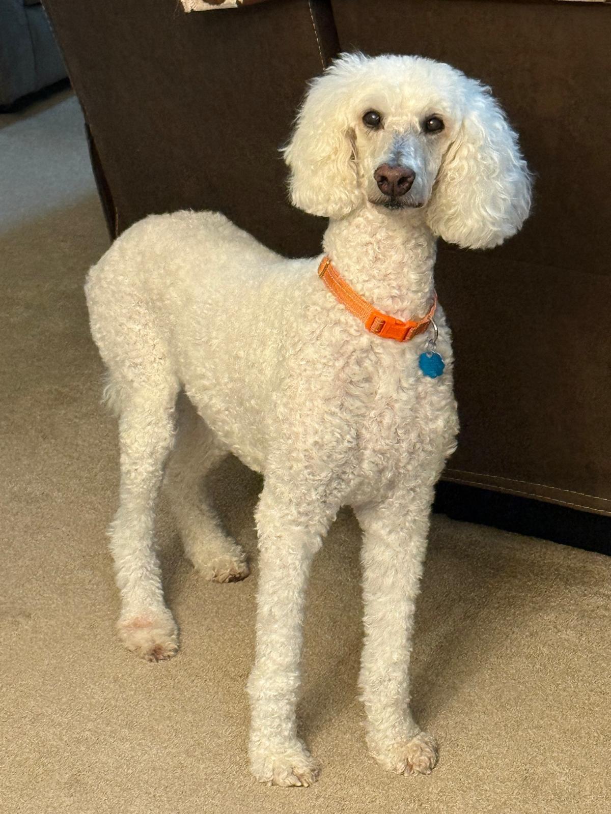 Enlarge Ken, a ADOPTABLE Standard Poodle in Whitewater, WI image 4/5