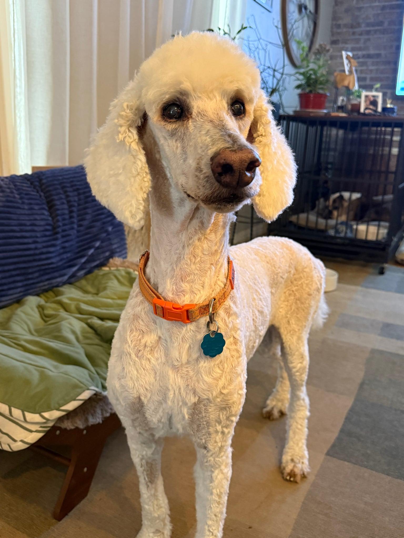 Ken, ADOPTABLE, Senior Male Standard Poodle.