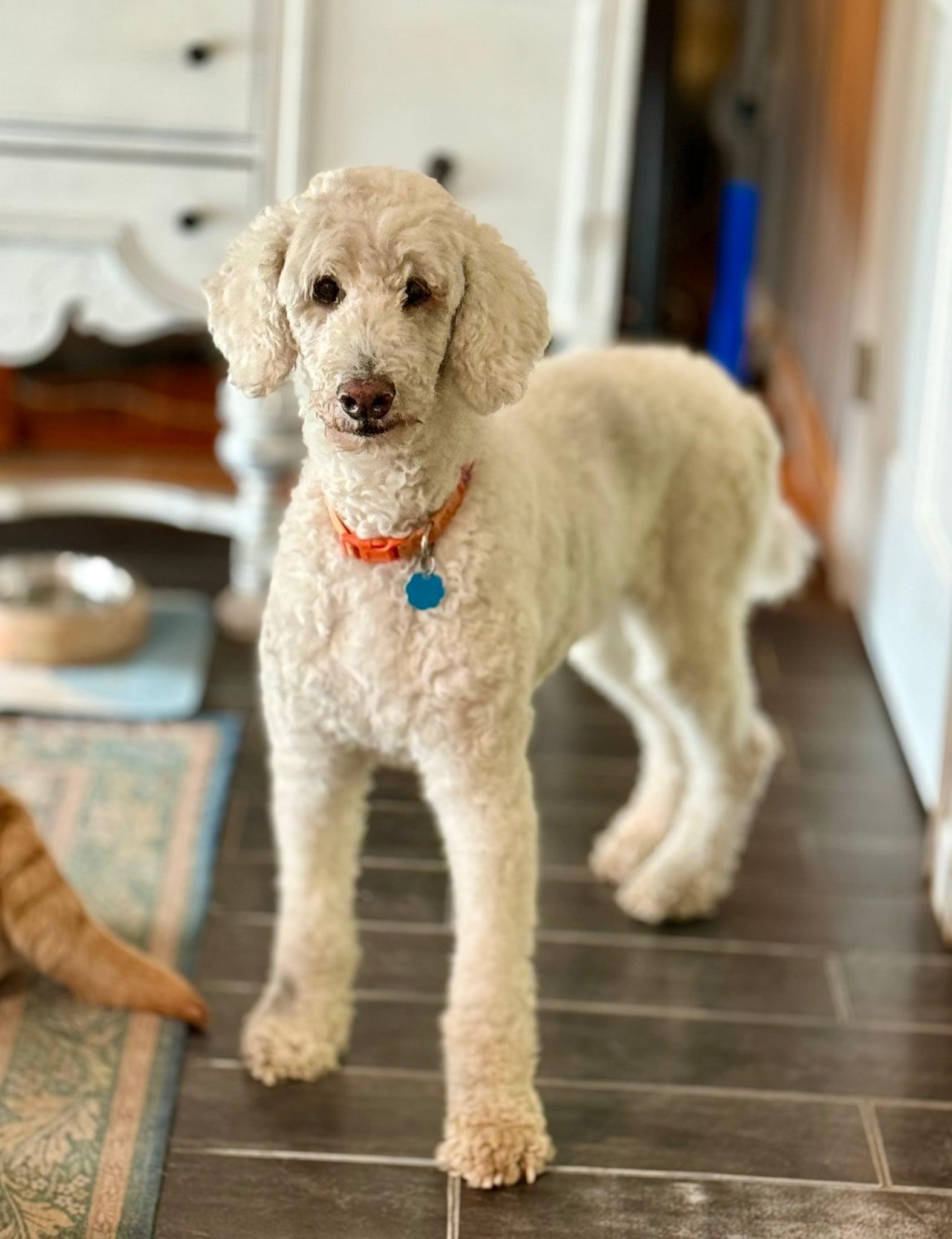 Enlarge Ken, a ADOPTABLE Standard Poodle in Whitewater, WI image 3/5