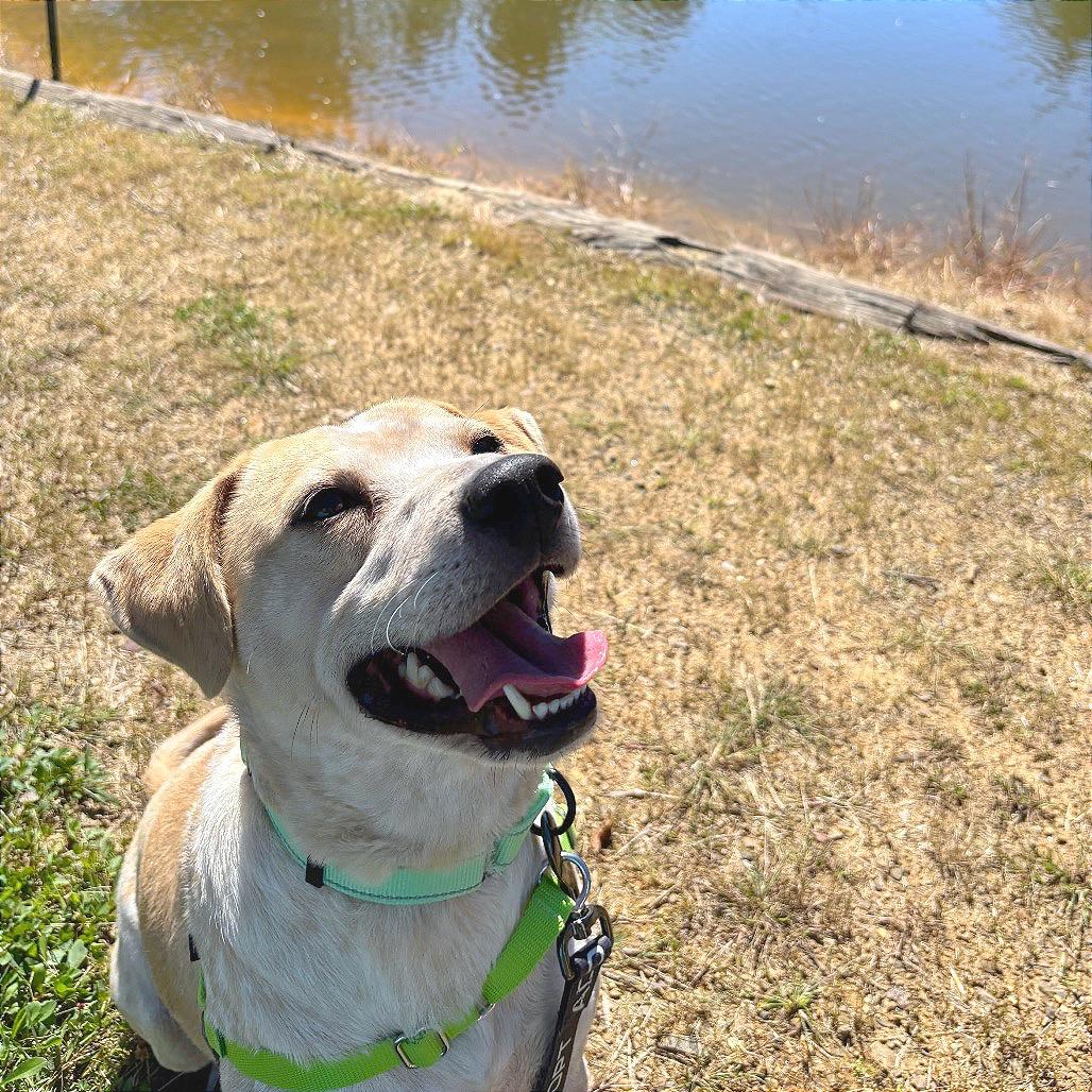 Enlarge Buddy Bear, a Adoptable mixed breed in Galax, VA image 1/6