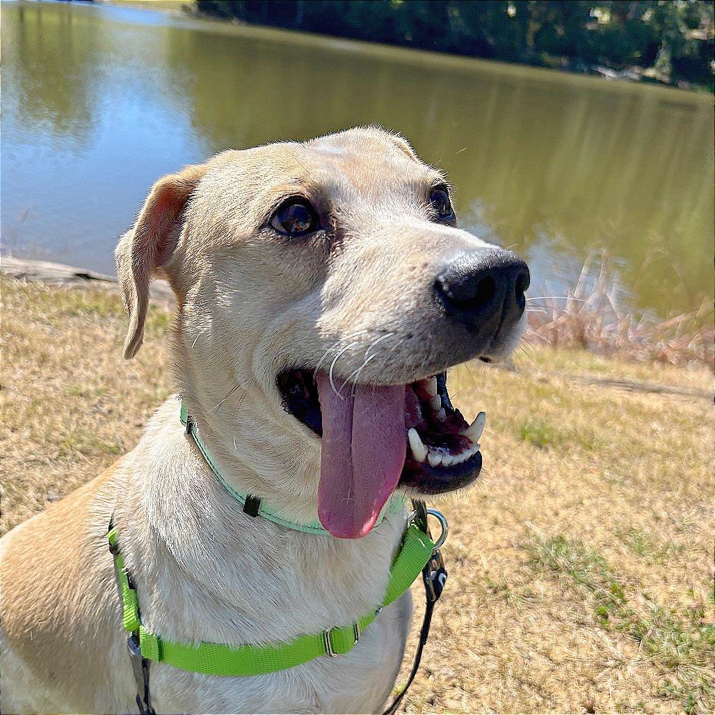 Enlarge Buddy Bear, a Adoptable mixed breed in Galax, VA image 2/6