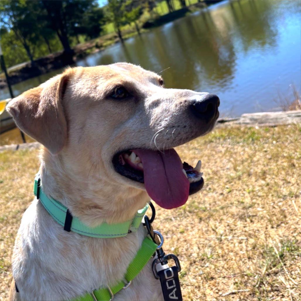Enlarge Buddy Bear, a Adoptable mixed breed in Galax, VA image 3/6
