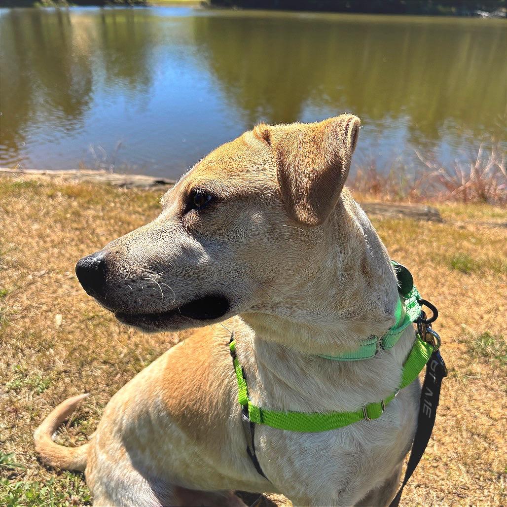 Enlarge Buddy Bear, a Adoptable mixed breed in Galax, VA image 4/6