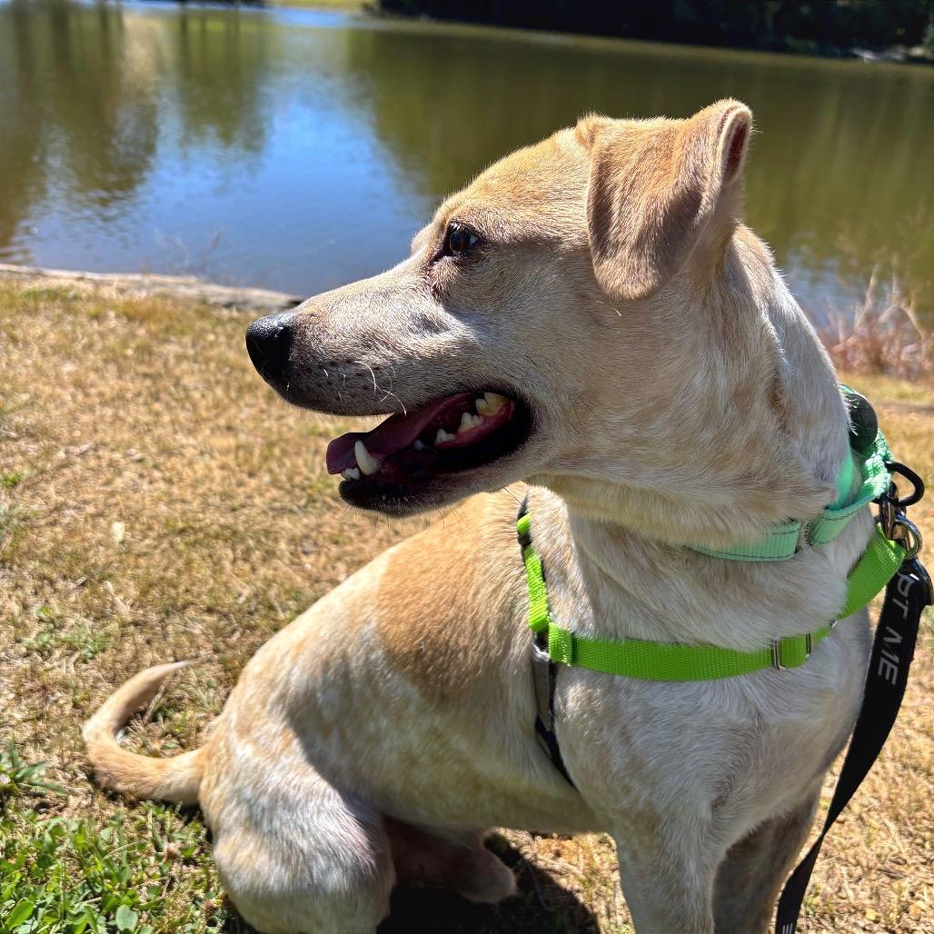Enlarge Buddy Bear, a Adoptable mixed breed in Galax, VA image 5/6